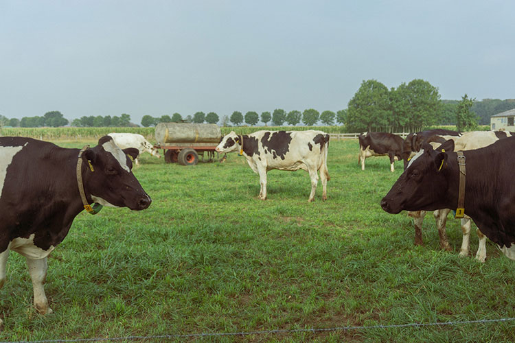Ridge Crest Dairy - Mission, BC