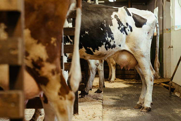 Ridge Crest Dairies Mission BC